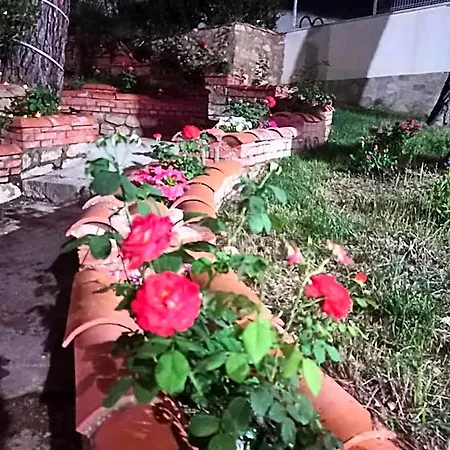 Pachita